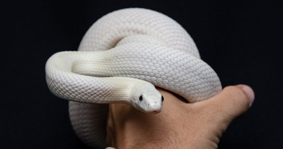 What You Need to Know About Before Getting a Pet Snake