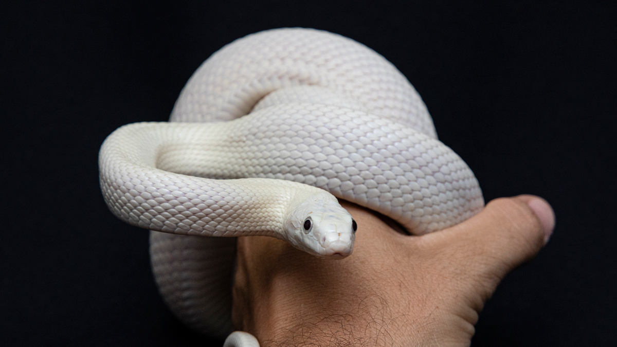What You Need to Know About Before Getting a Pet Snake