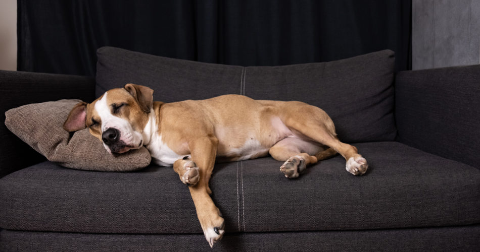 Dog Owner's Guide: How to Keep Your House Clean and Fur-Free