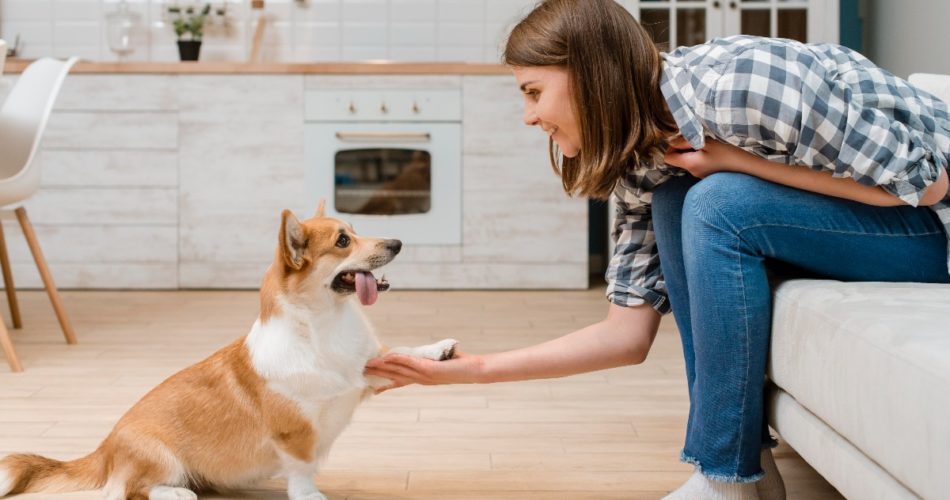 Heel Training: What Do Dog Owners Need to Know About This Important Command?