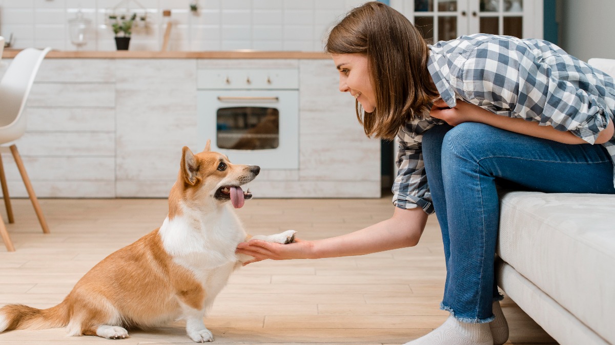 Heel Training: What Do Dog Owners Need to Know About This Important Command?