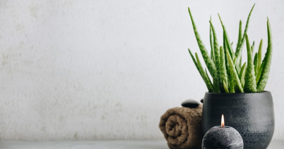 Reasons to Grow Your Own Aloe Vera Plant