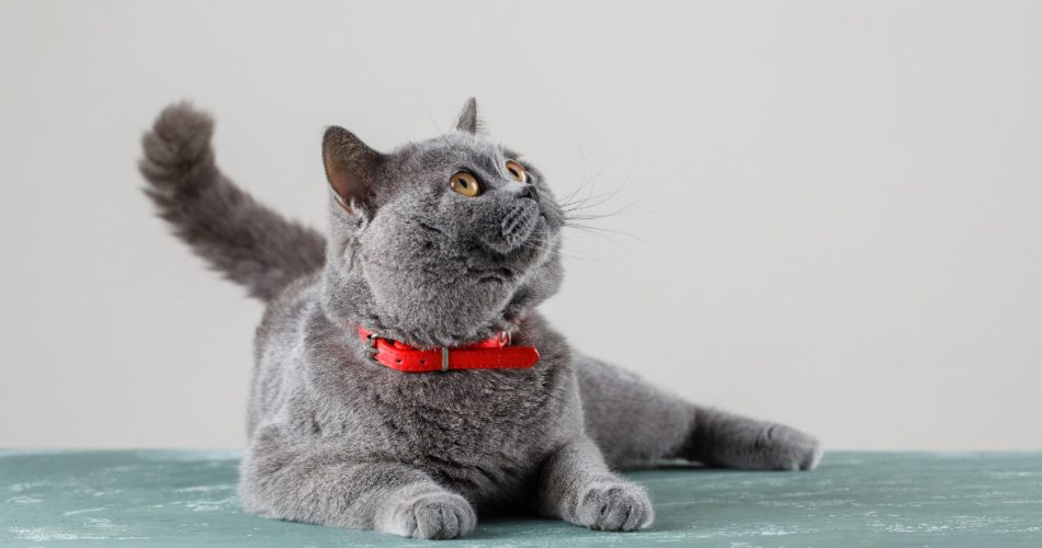 What Is the Best Cat Hernia Treatment?
