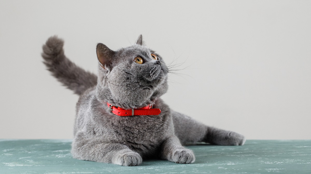 What Is the Best Cat Hernia Treatment?