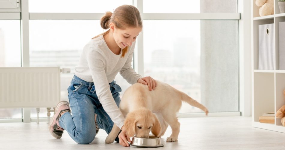 What You Need to Know to Feed Your Dogs Safe and Healthy Food Only