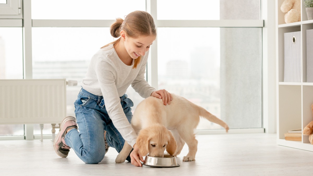 What You Need to Know to Feed Your Dogs Safe and Healthy Food Only