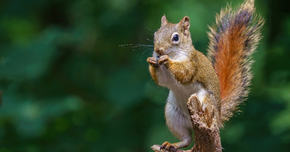 How Much of a Threat Do Squirrels Pose and How to Prepare for It