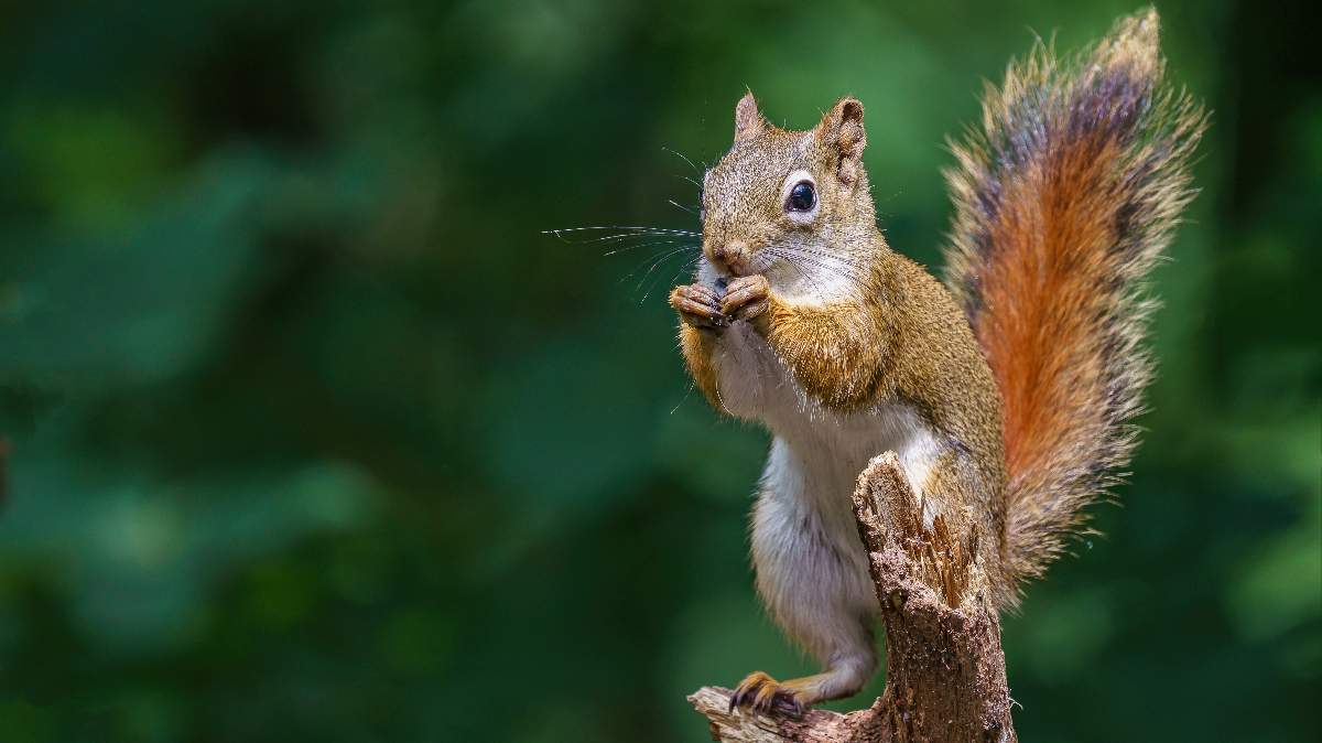 How Much of a Threat Do Squirrels Pose and How to Prepare for It