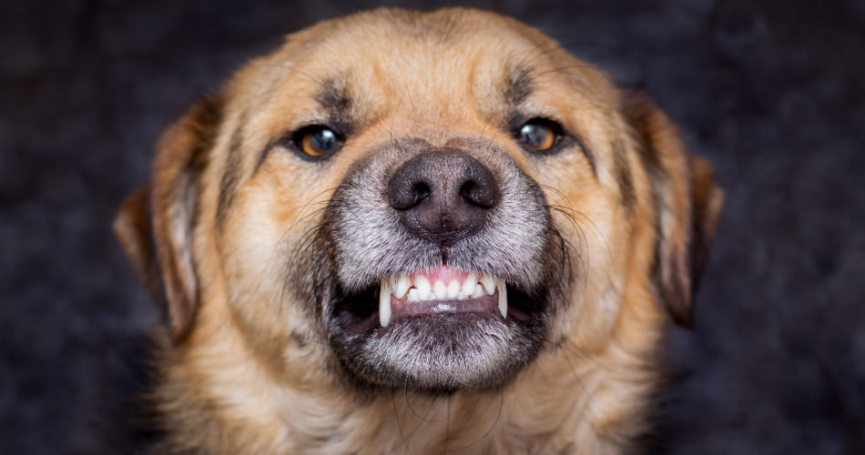 Super Simple Tips That Will Help Prevent Your Dog from Attacking Strangers