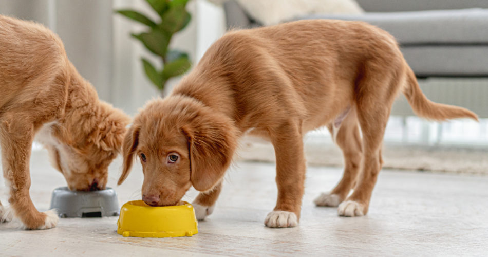 The Healthiest Foods for Your Dog That You Should Include in Their Diet