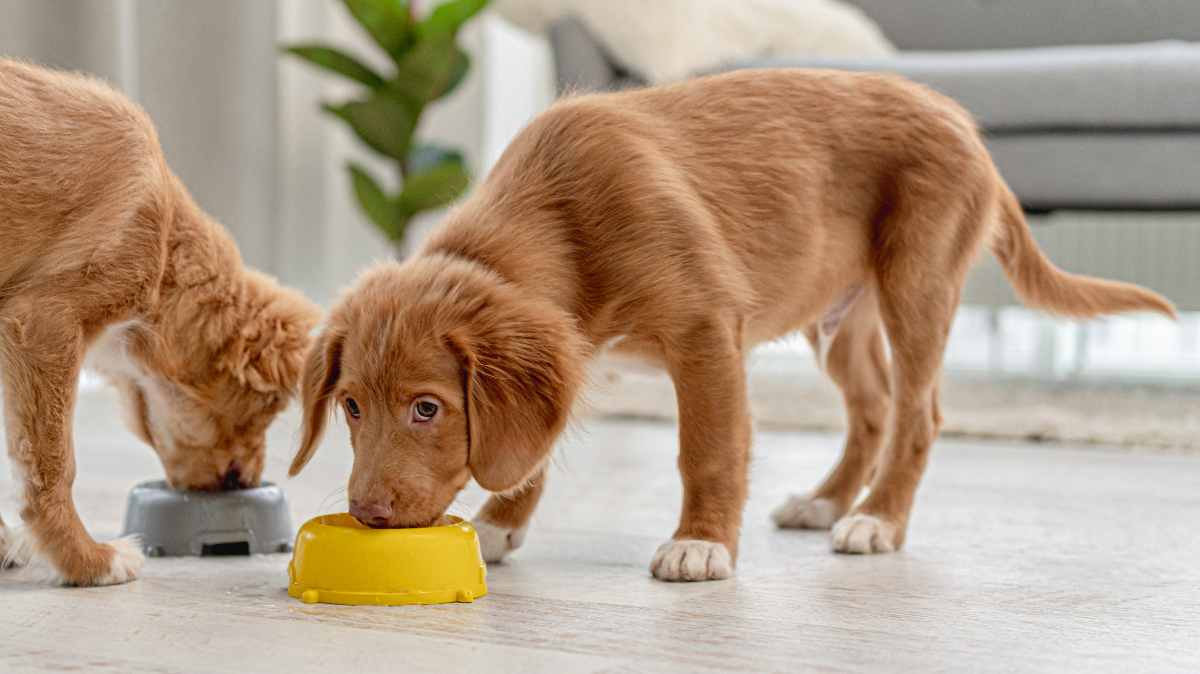 The Healthiest Foods for Your Dog That You Should Include in Their Diet