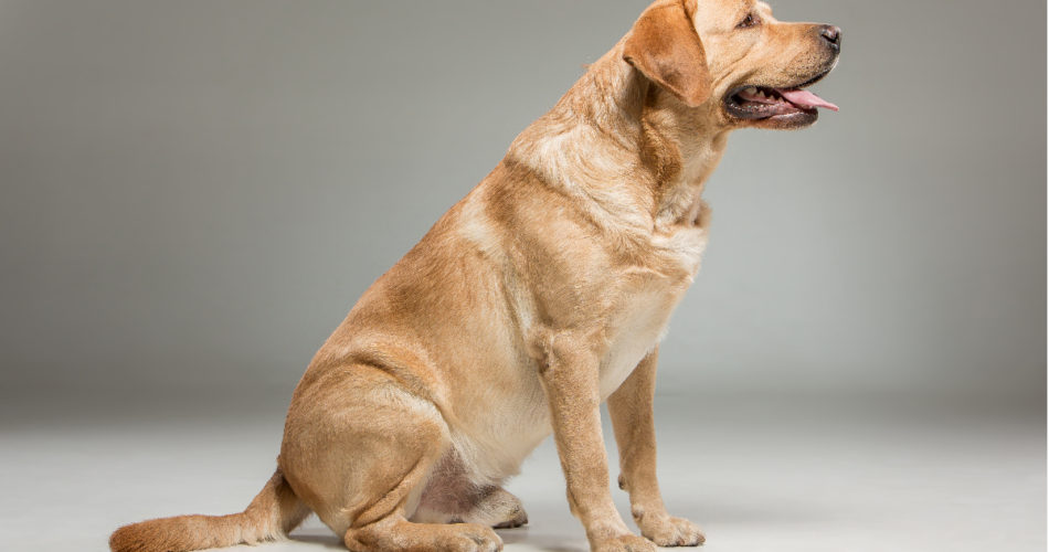 Labrador Puppies For Sale In Michigan