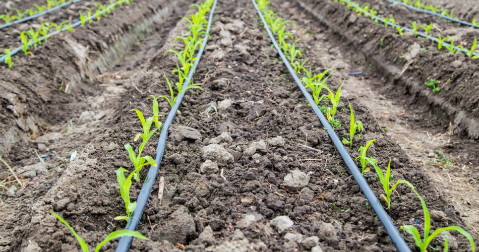 Quick Guide to Drip Irrigation