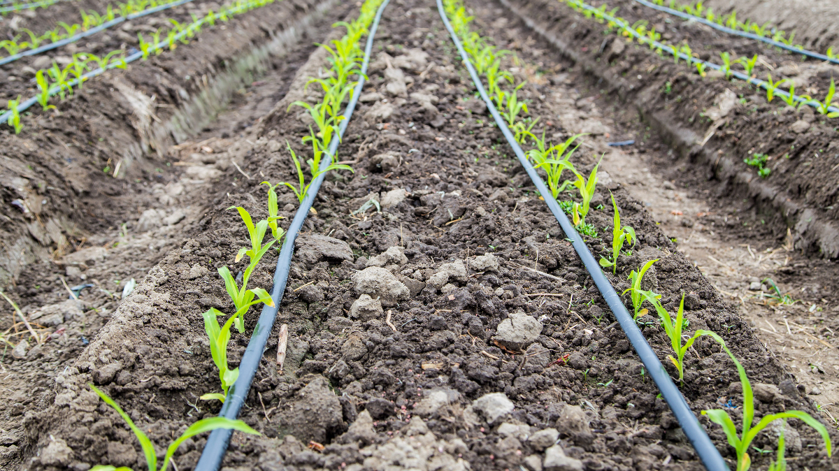 Quick Guide to Drip Irrigation
