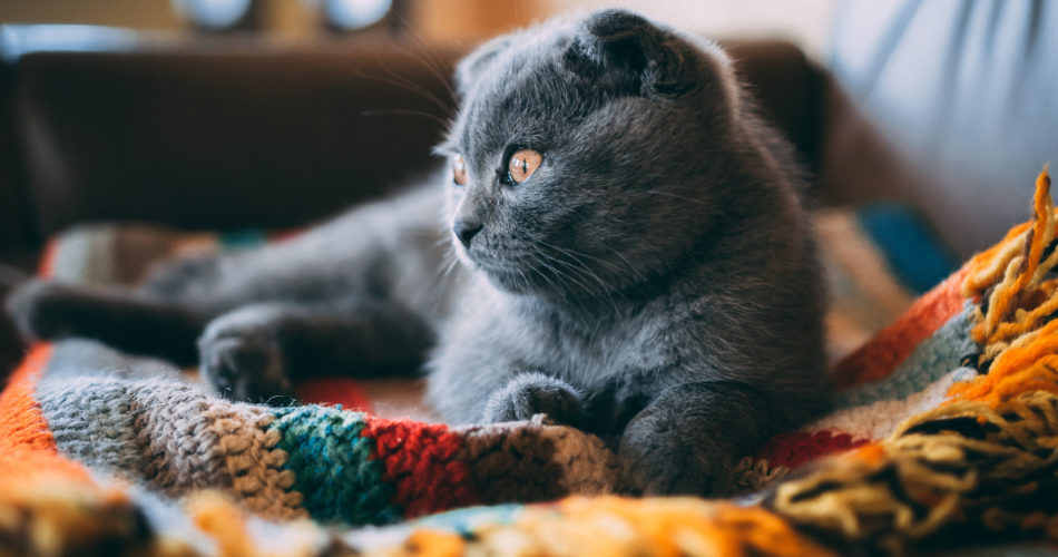 3 Cats Breeds That Originated in the USA