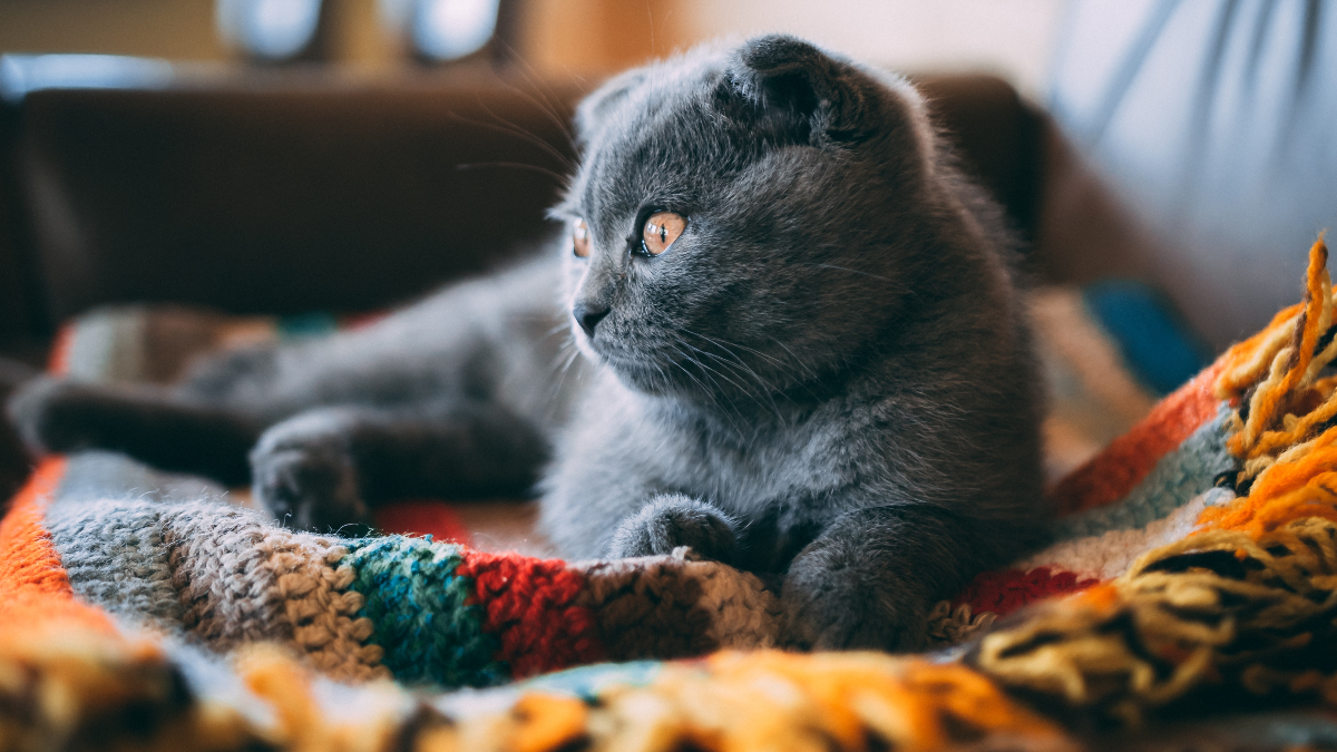 3 Cats Breeds That Originated in the USA