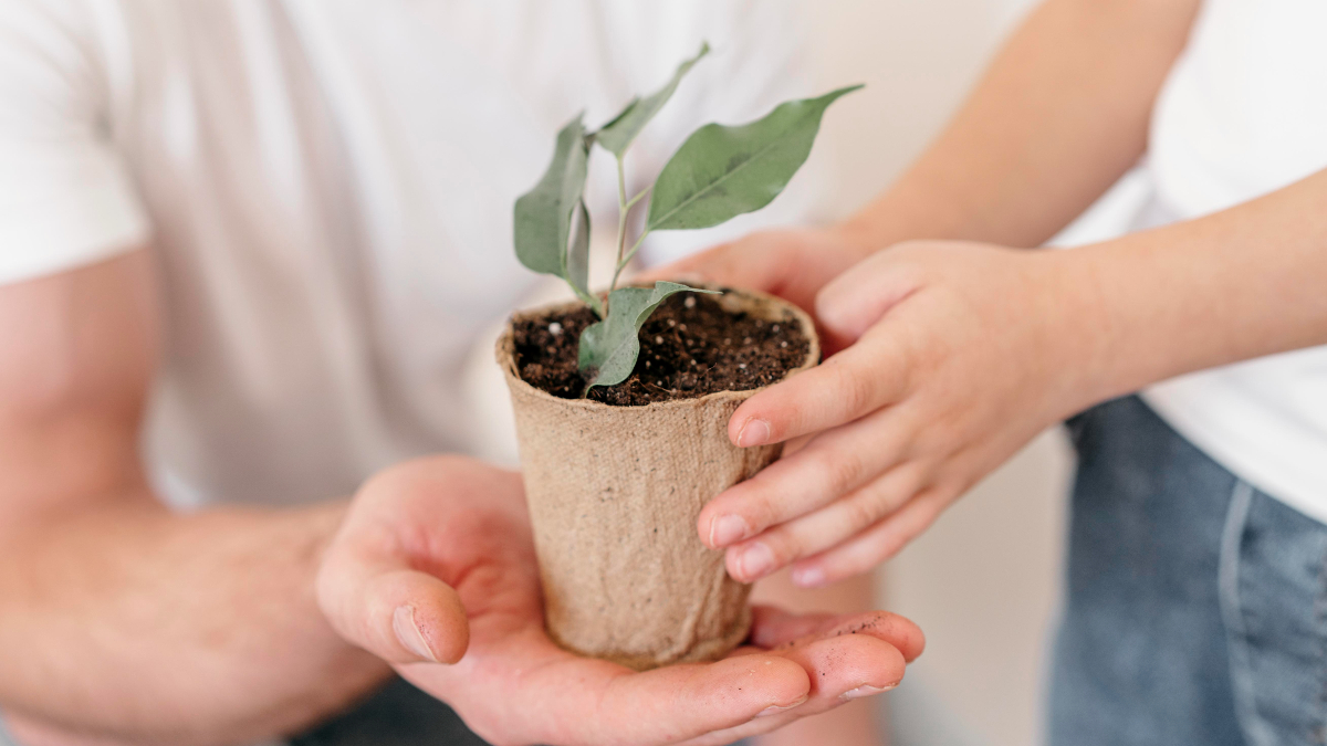 How to Enhance the Outdoor Beauty of Your Home With Arboriculture