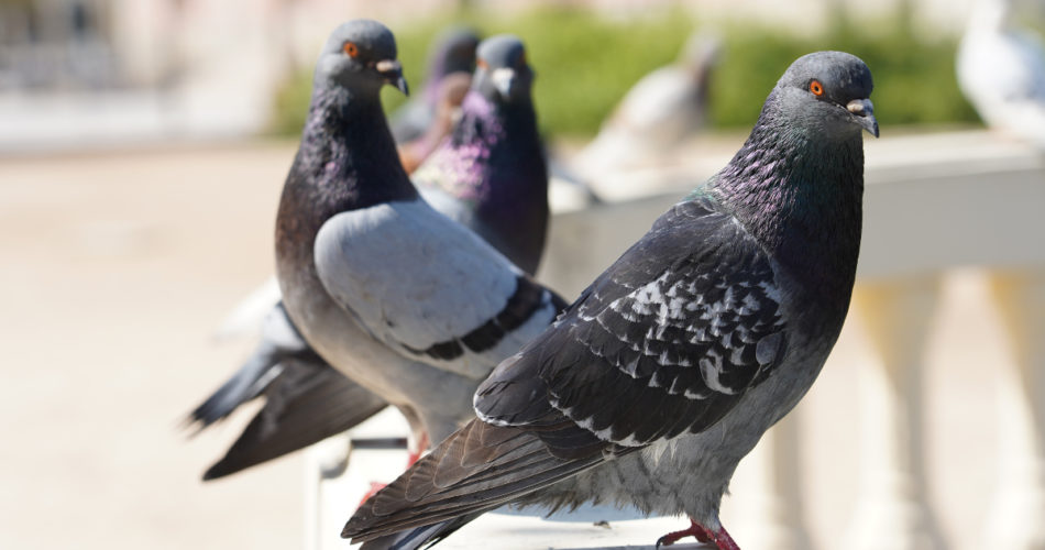 How to Assess Your Pigeon's Flight Performance