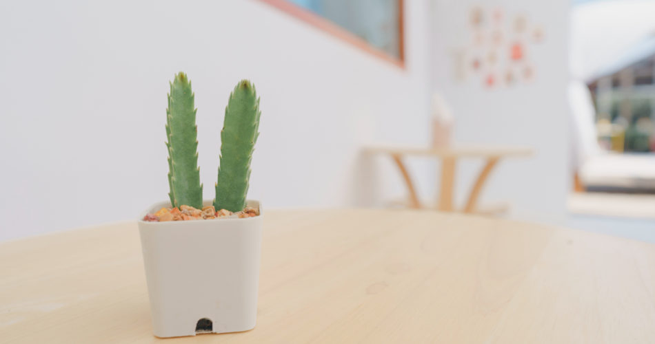 Useful Solutions to Get Rid of Damp and Condensation
