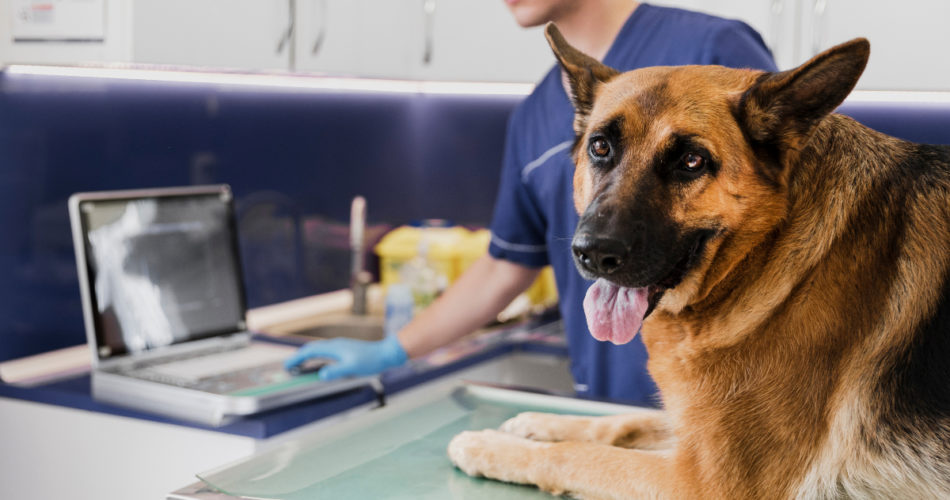 Vet Autoclave: What Is It, and What Does it Do Exactly?