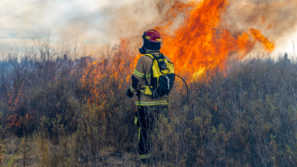 Does House Insurance Cover Forest Fires?