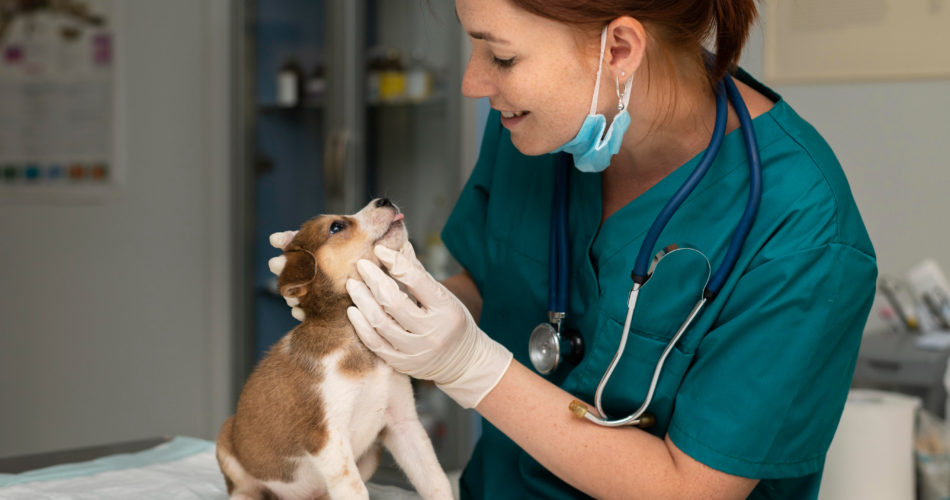 How to Increase the Value of Your Veterinary Practice