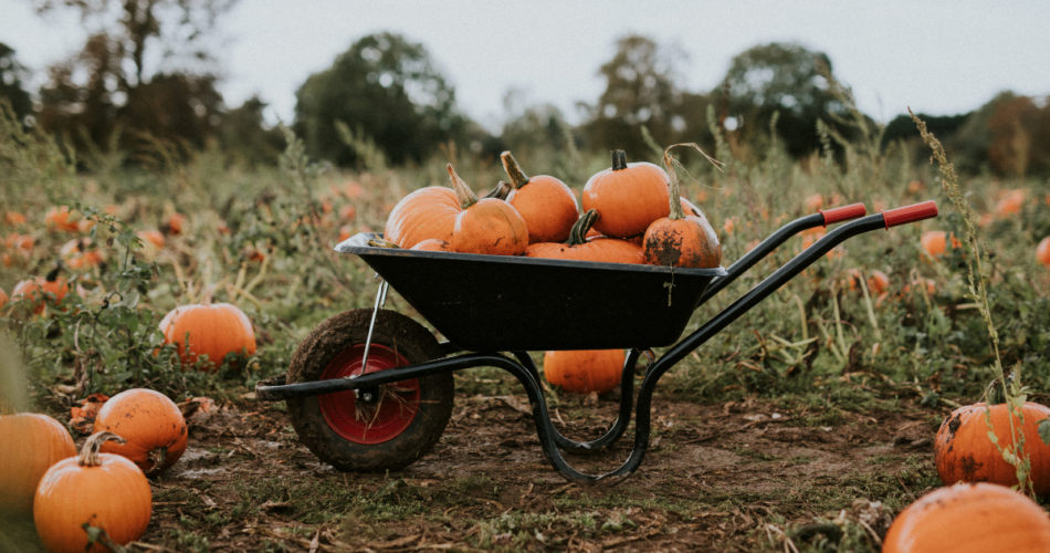 Things You Didn't Know About Pumpkin Business