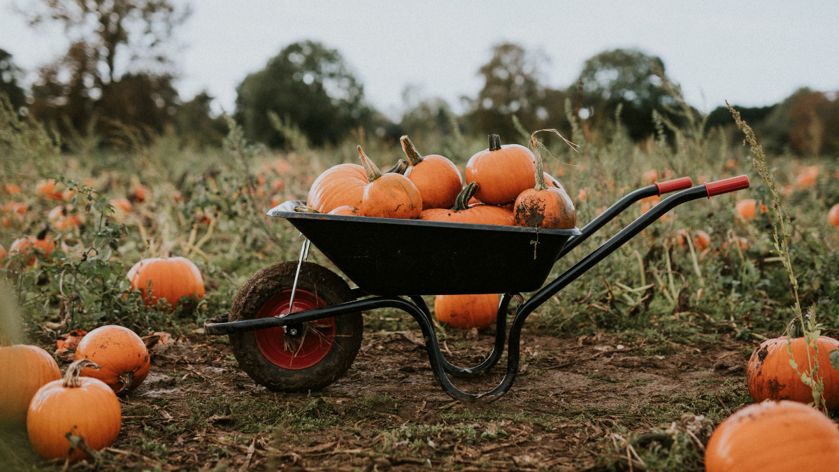 Things You Didn't Know About Pumpkin Business