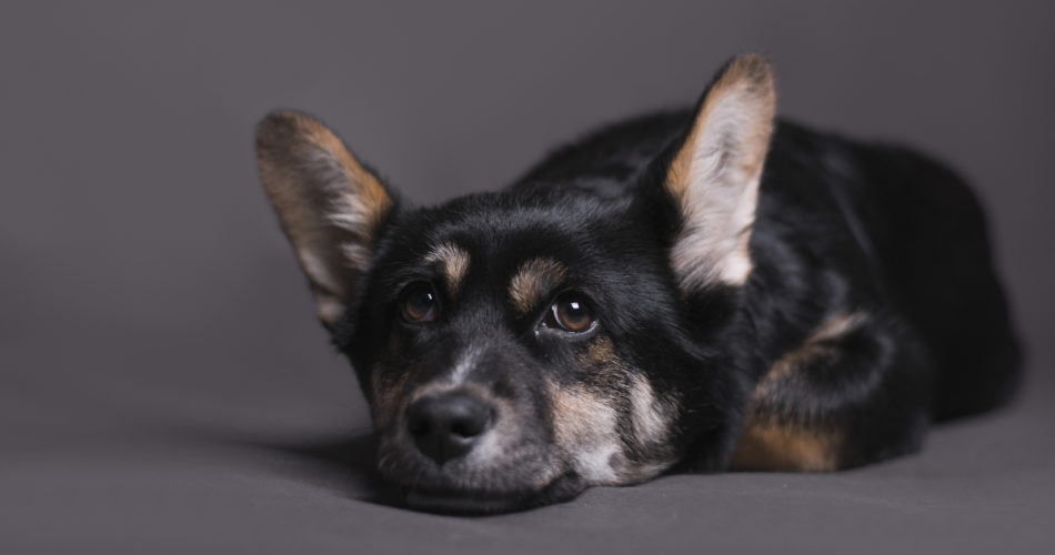 5 Signs Your Pet Dog Is Suffering from Liver Related Ailments