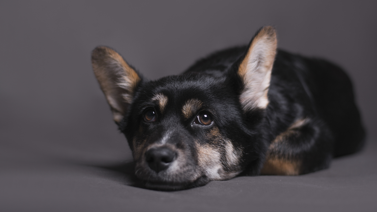 5 Signs Your Pet Dog Is Suffering from Liver Related Ailments