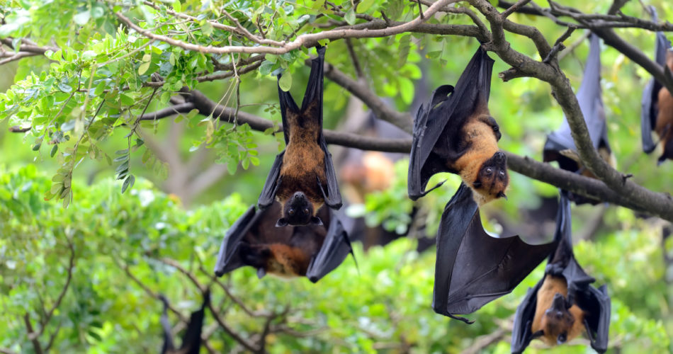 How to Prevent Wild Animals from Living on Your Property
