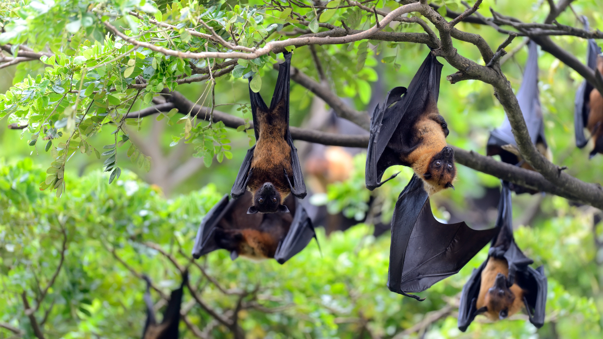 How to Prevent Wild Animals from Living on Your Property