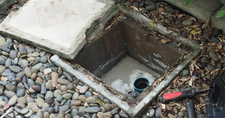 What Should You Do If You Have Tree Root Invasion in Your Plumbing Drains?
