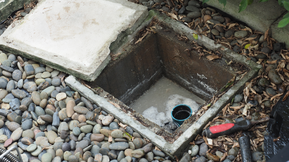 What Should You Do If You Have Tree Root Invasion in Your Plumbing Drains?