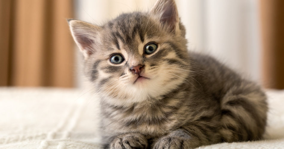 6 Cute Ideas on How to Photograph Your Fluffy Friend