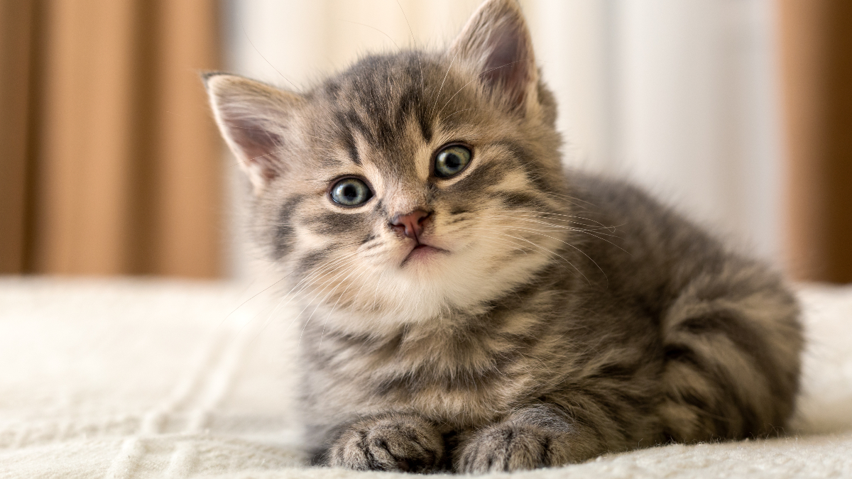 6 Cute Ideas on How to Photograph Your Fluffy Friend