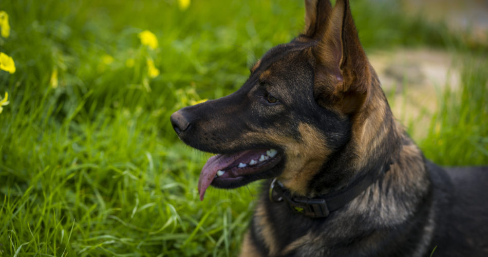 How Old Should a German Shepherd Be to Use a Shock Collar?