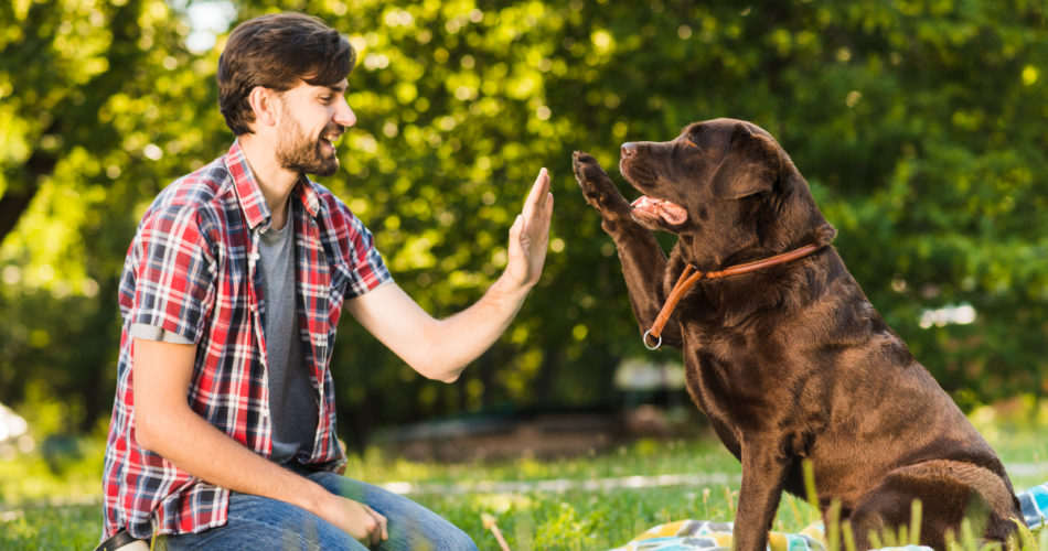 How to Create Unforgettable Memories With Your Furry Loved Friend