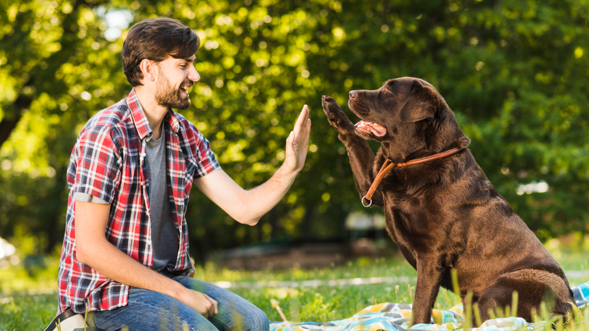 How to Create Unforgettable Memories With Your Furry Loved Friend