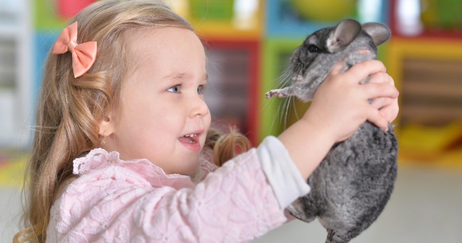 6 Things You Need to Do Before Bringing a New Pet Home