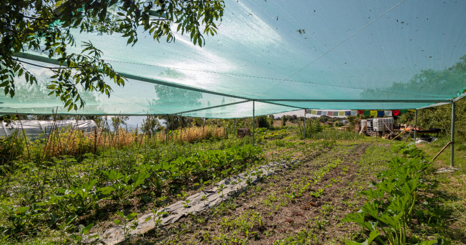 8 Top Benefits of Using Grow Tents When Growing Plants