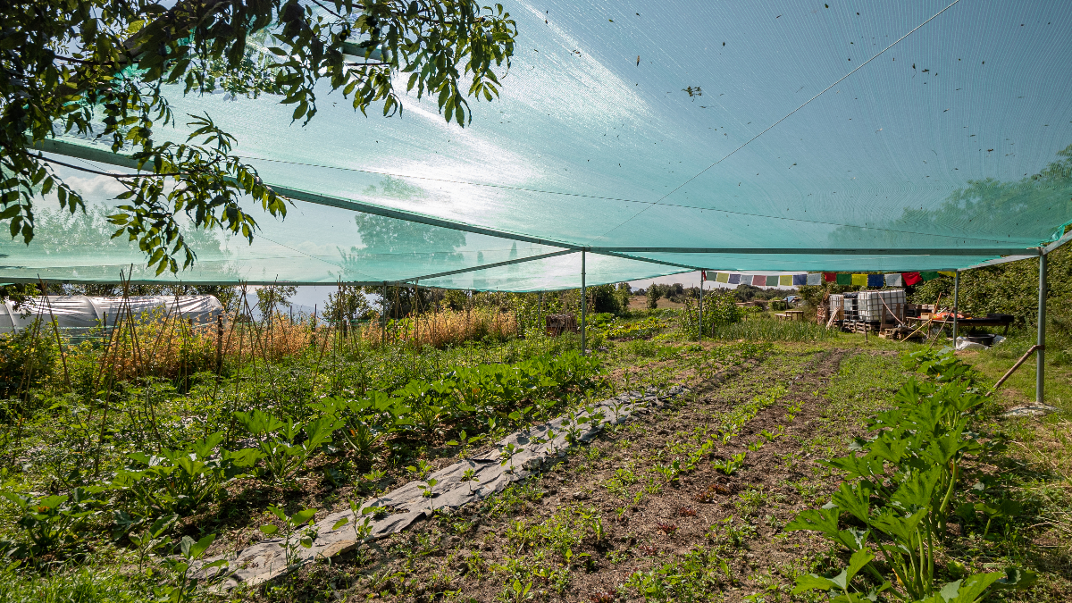 8 Top Benefits of Using Grow Tents When Growing Plants