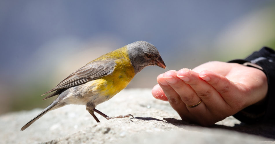 Bird Food: Popular Seed Mixes for the Nutritional Needs of Birds