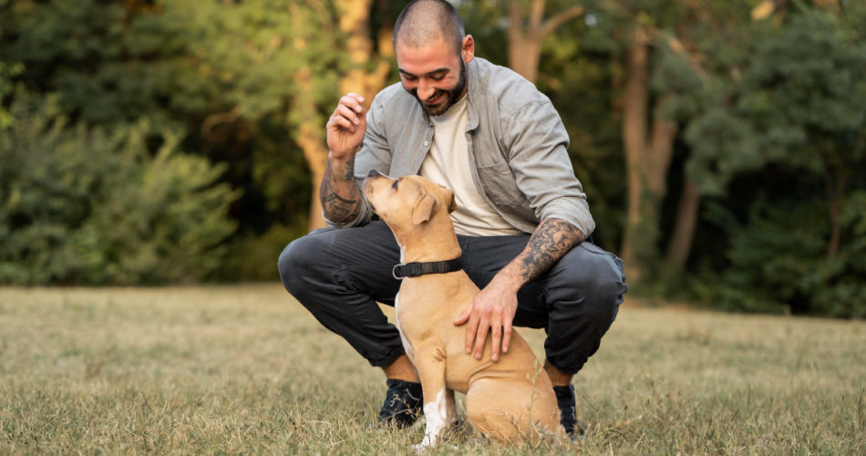 Useful Tips on How to Take Care of Your Beloved Dog
