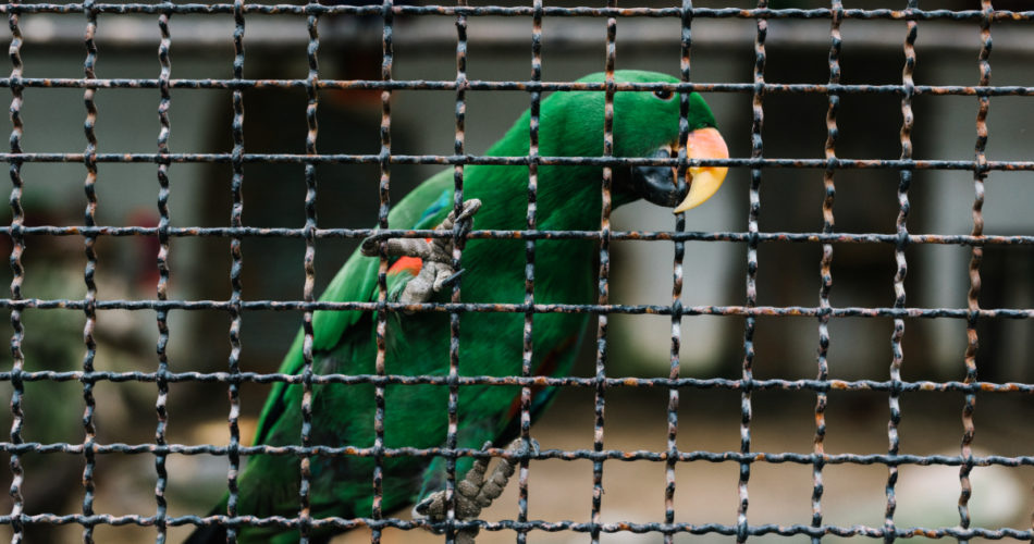5 Reasons You Need Bird Netting This Summer