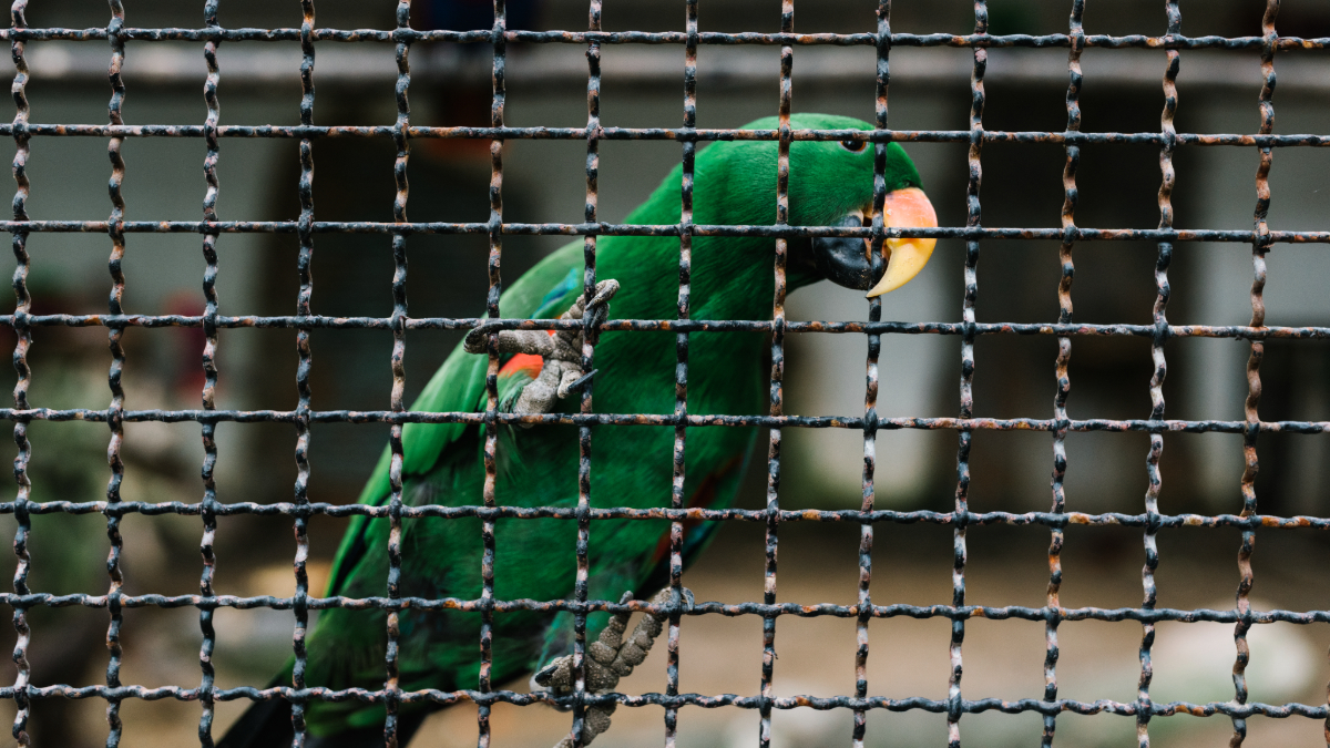 5 Reasons You Need Bird Netting This Summer