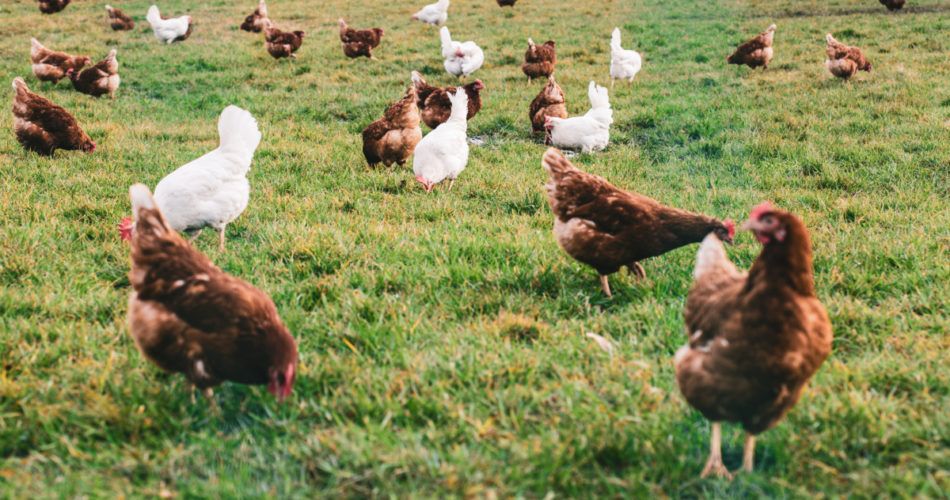 How to Raise Happy and Healthy Chickens