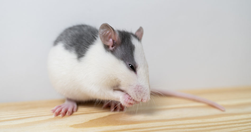 Rats in the Restaurant: What to Do If You Face This Problem
