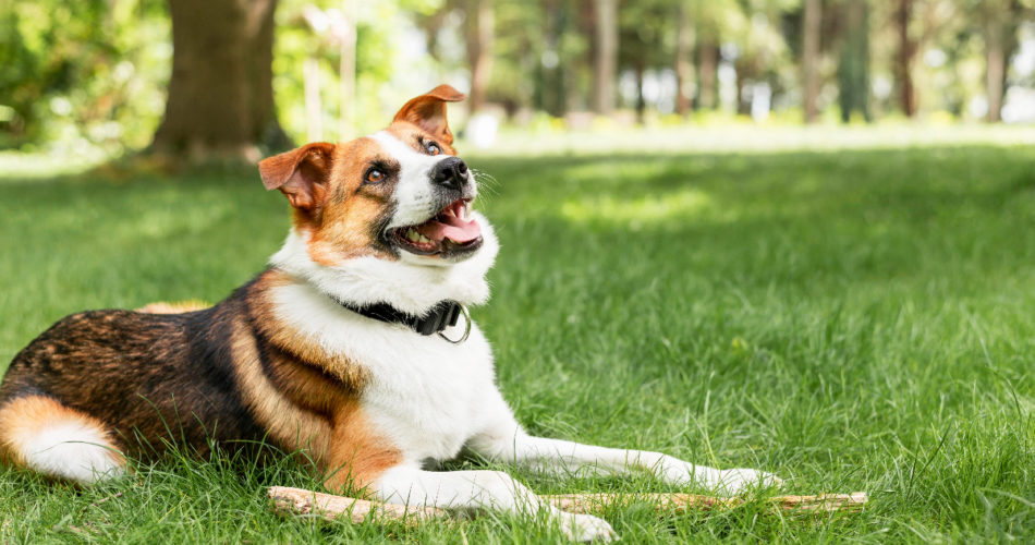 Safer Alternatives to Shock Collars for Dog Training