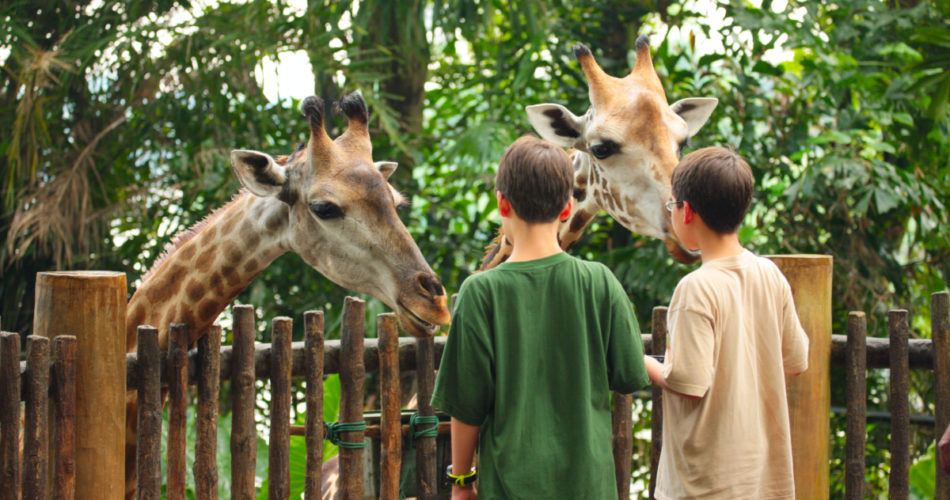 Get up close to inspiring animals in Planet Zoo - Best Video Games for Animal Lovers